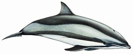 Delfín de Fraser (lagonodelphis hosei)